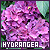 Blooming Beauty | Hydrangeas
