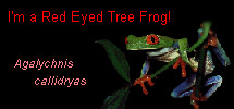 I'm a Red Eyed Tree Frog!
